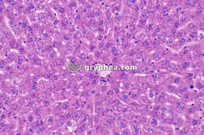 Foie x100 - gryphea.org